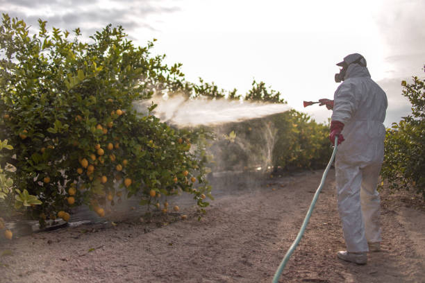 Best Wasp Removal Services  in Madison, GA