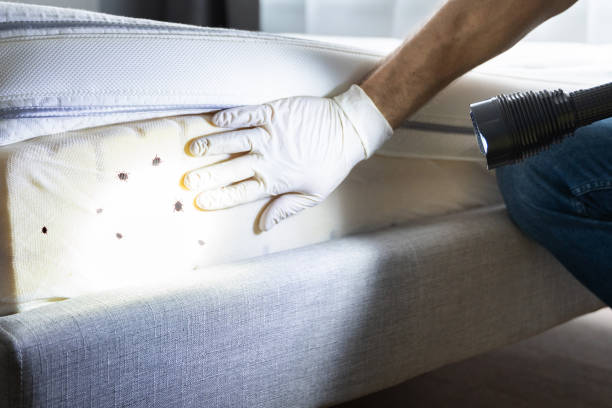 Best Flea Control Services  in Madison, GA