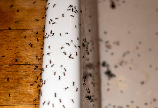 Best Cockroach Control Services  in Madison, GA